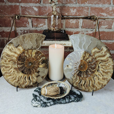 Ammonite Pair (Matching Set of Two) Wild Alabaster
