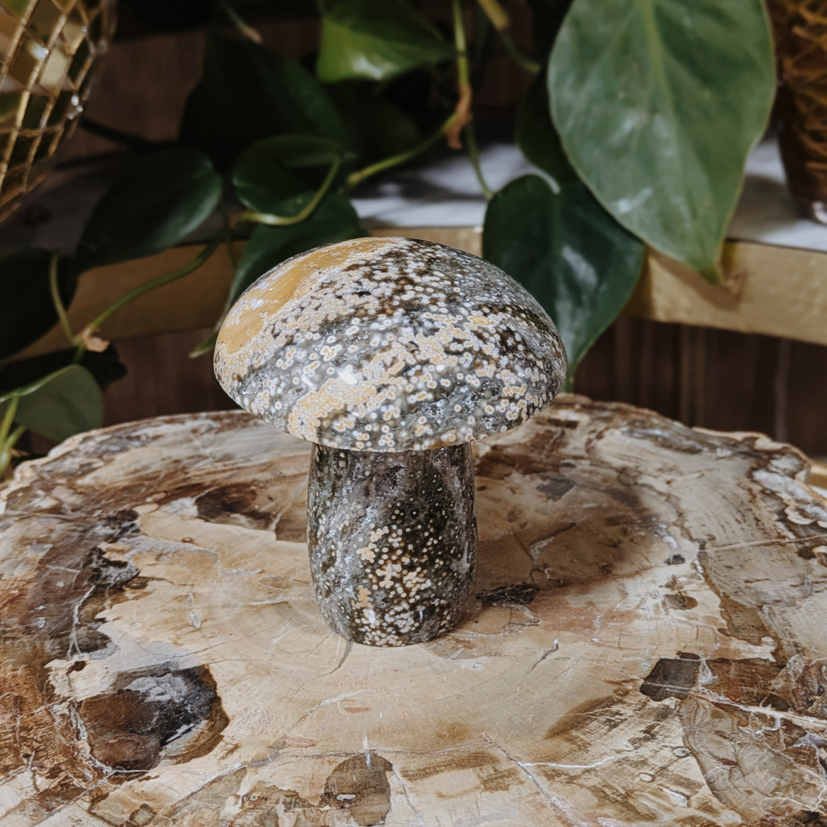 Ocean Jasper Mushrooms Wild Alabaster
