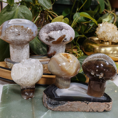 Agate Mushrooms Wild Alabaster