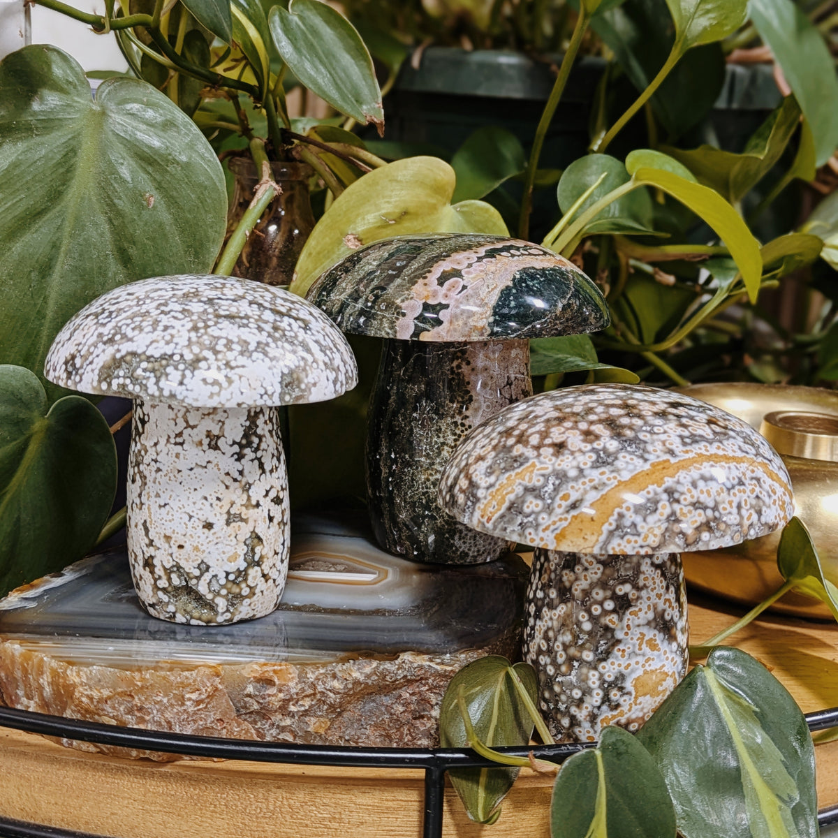 Ocean Jasper Mushrooms Wild Alabaster